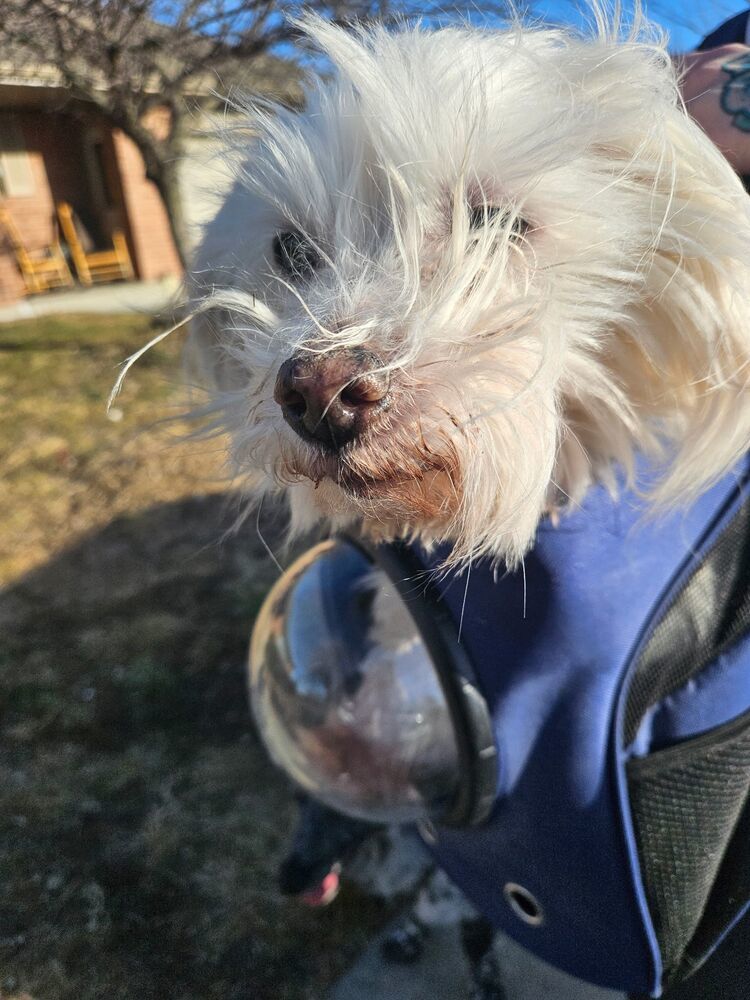 Duchess