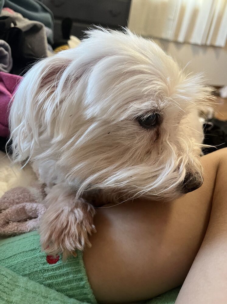 Duchess