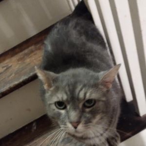 Furguson