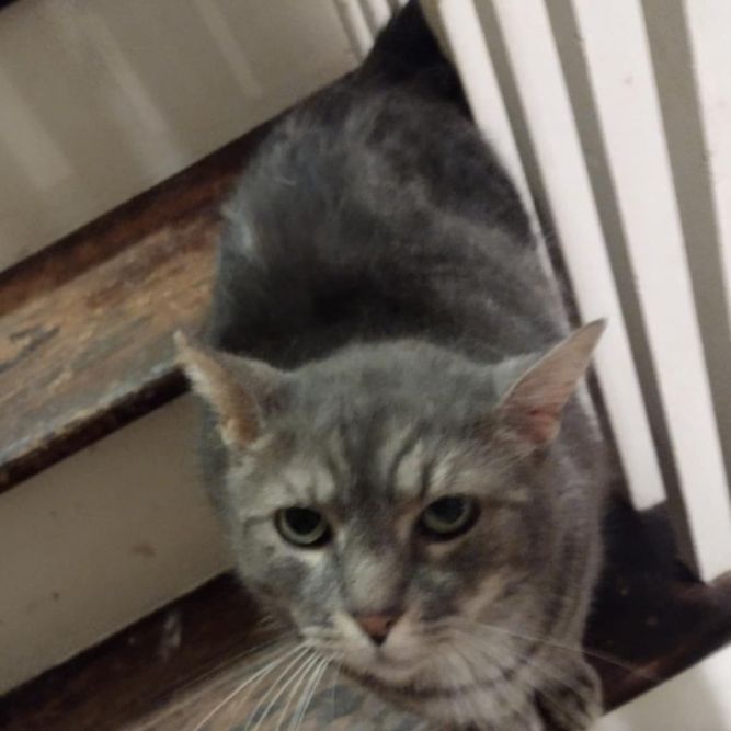 Furguson