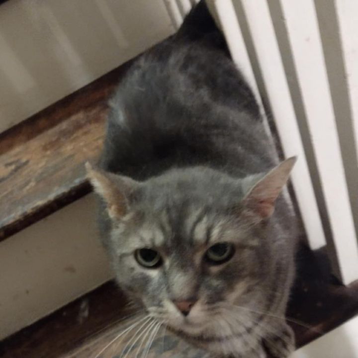 Furguson 1
