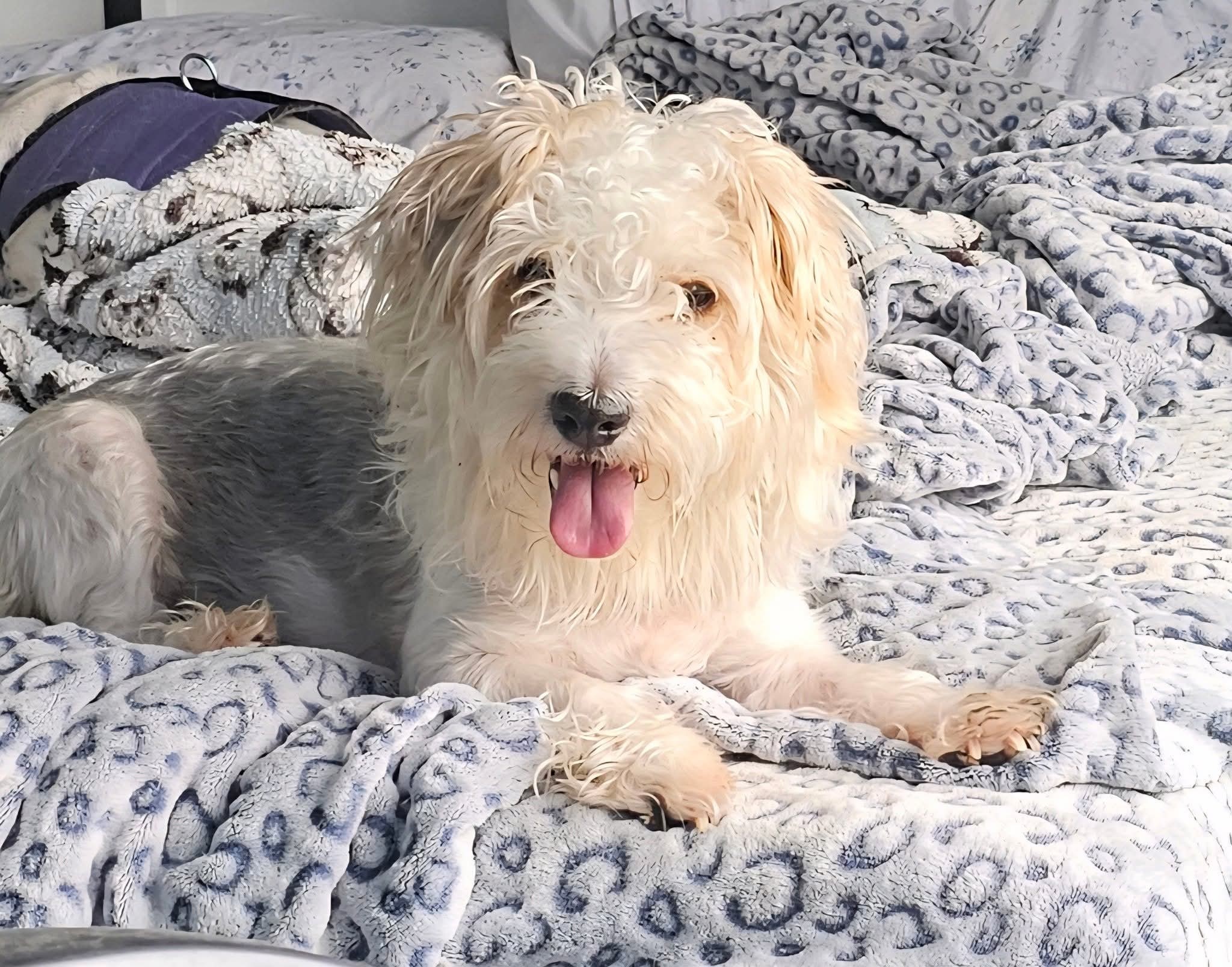 Mr. Marbles