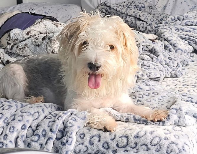 Mr. Marbles