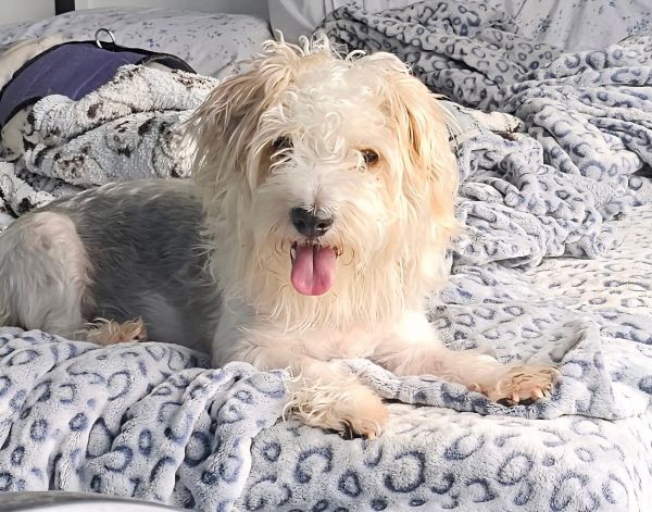 Mr. Marbles