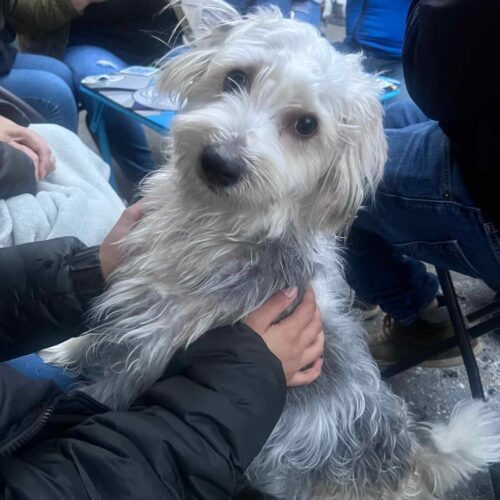 Marbles, an adoptable Morkie in Verona, NJ, 07044 | Photo Image 2