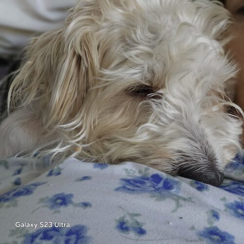 Mr. Marbles, an adoptable Morkie in Verona, NJ, 07044 | Photo Image 2