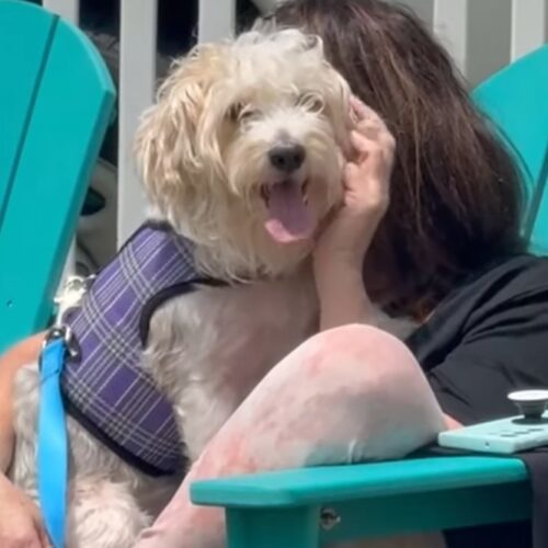 Mr. Marbles, an adoptable Morkie in Verona, NJ, 07044 | Photo Image 5