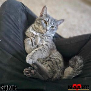 Meet Sylvie - A Sweet Special Needs Tabby Looking for a Home Sylvie is a gentle gray tabby with a