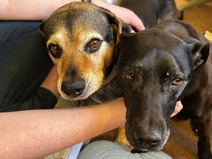 Kiera (bonded to Dexter)(in foster)