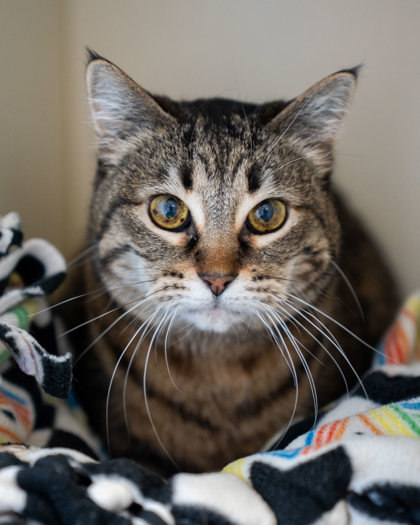 Tabby, an adoptable Domestic Short Hair in Pequot Lakes, MN, 56472 | Photo Image 1