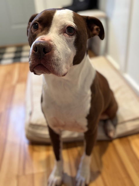 Gertie