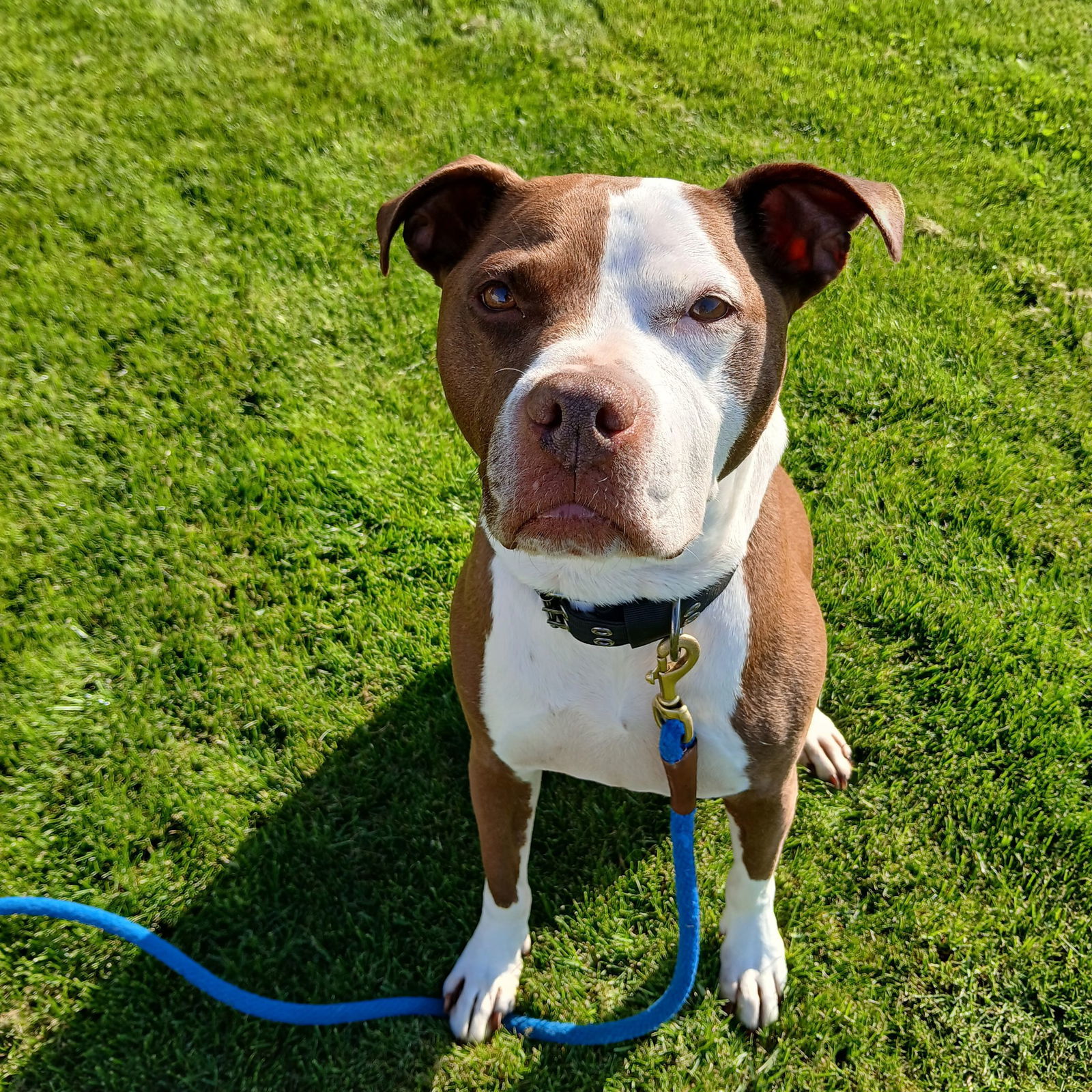 Gertie, an adoptable Pit Bull Terrier in Saint Cloud, MN, 56303 | Photo Image 1