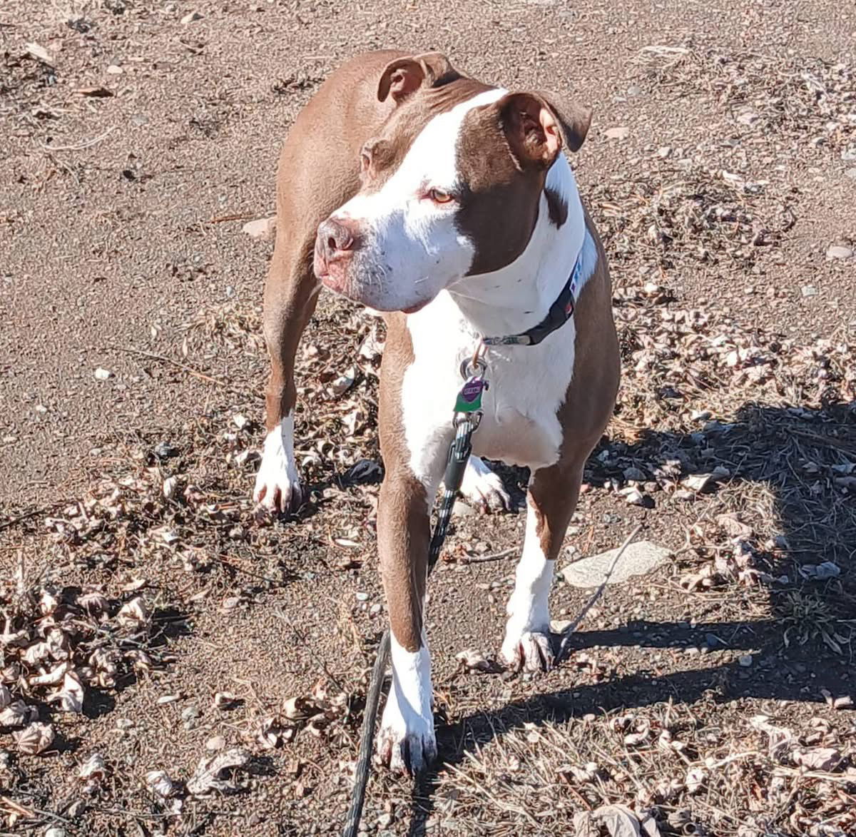Gertie