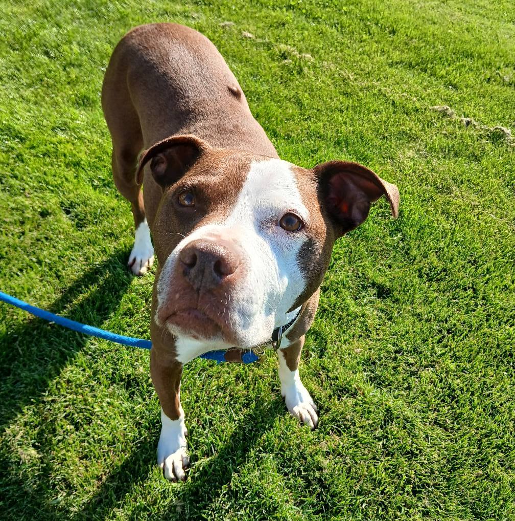 Gertie, an adoptable Pit Bull Terrier in Saint Cloud, MN, 56303 | Photo Image 2