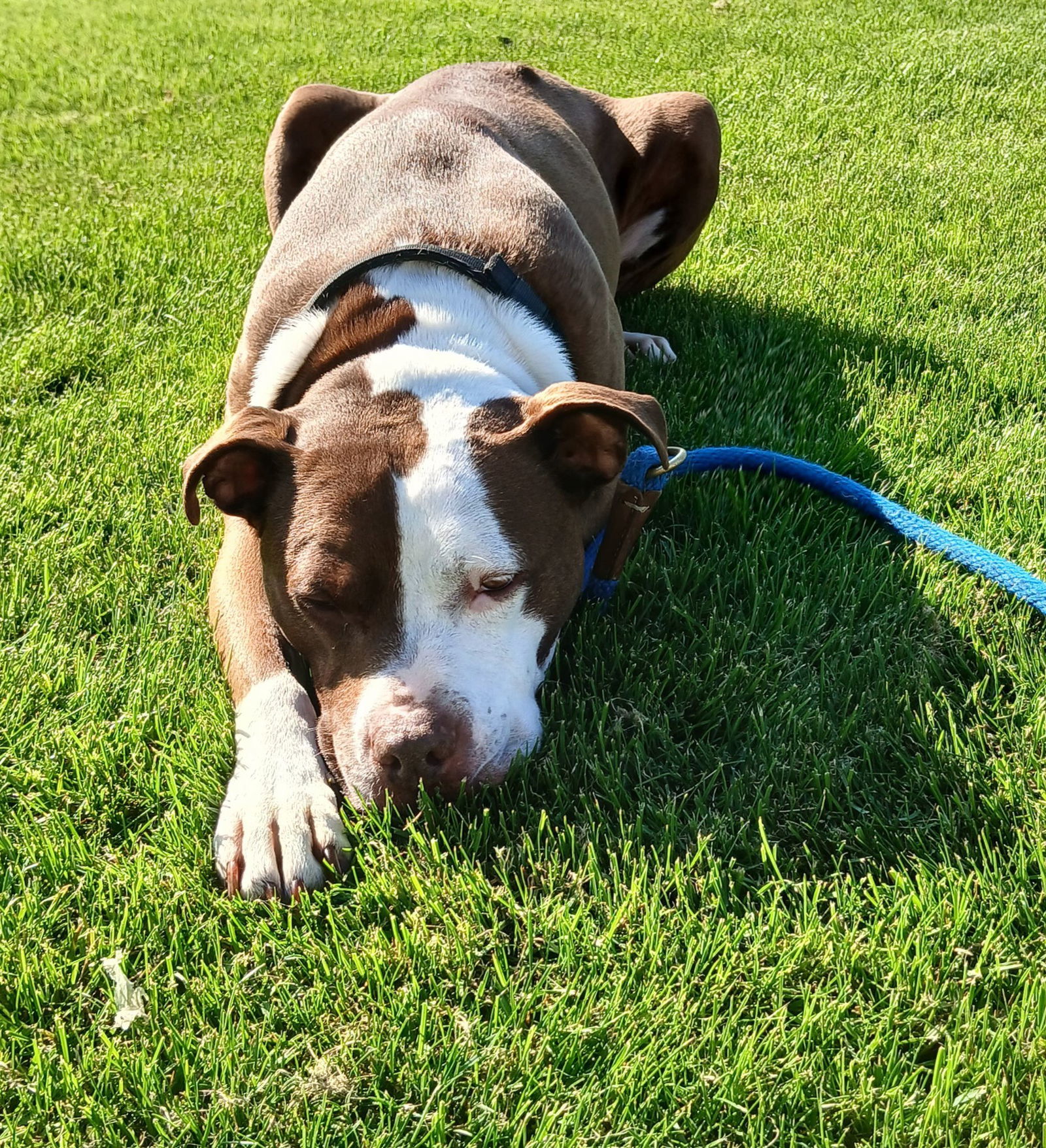 Gertie