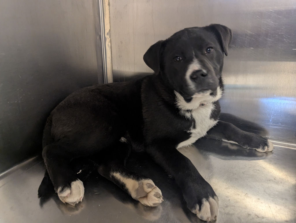 Birdo, an adoptable Pit Bull Terrier, Husky in Havre, MT, 59501 | Photo Image 1
