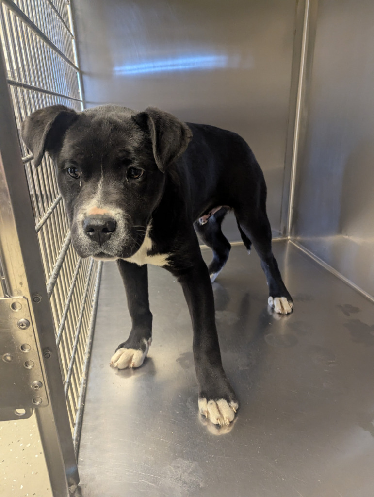 Yoshi, an adoptable Pit Bull Terrier, Husky in Havre, MT, 59501 | Photo Image 1