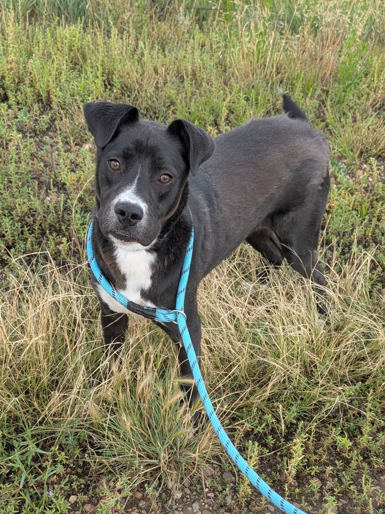 Yoshi, an adoptable Pit Bull Terrier, Husky in Havre, MT, 59501 | Photo Image 1