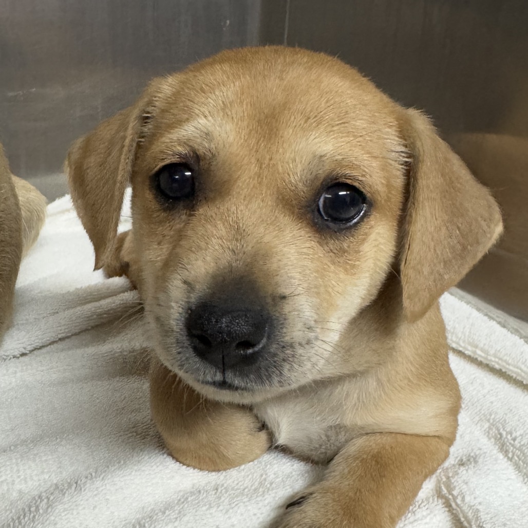 Frank's, an adoptable Chihuahua in Wahiawa, HI, 96786 | Photo Image 1