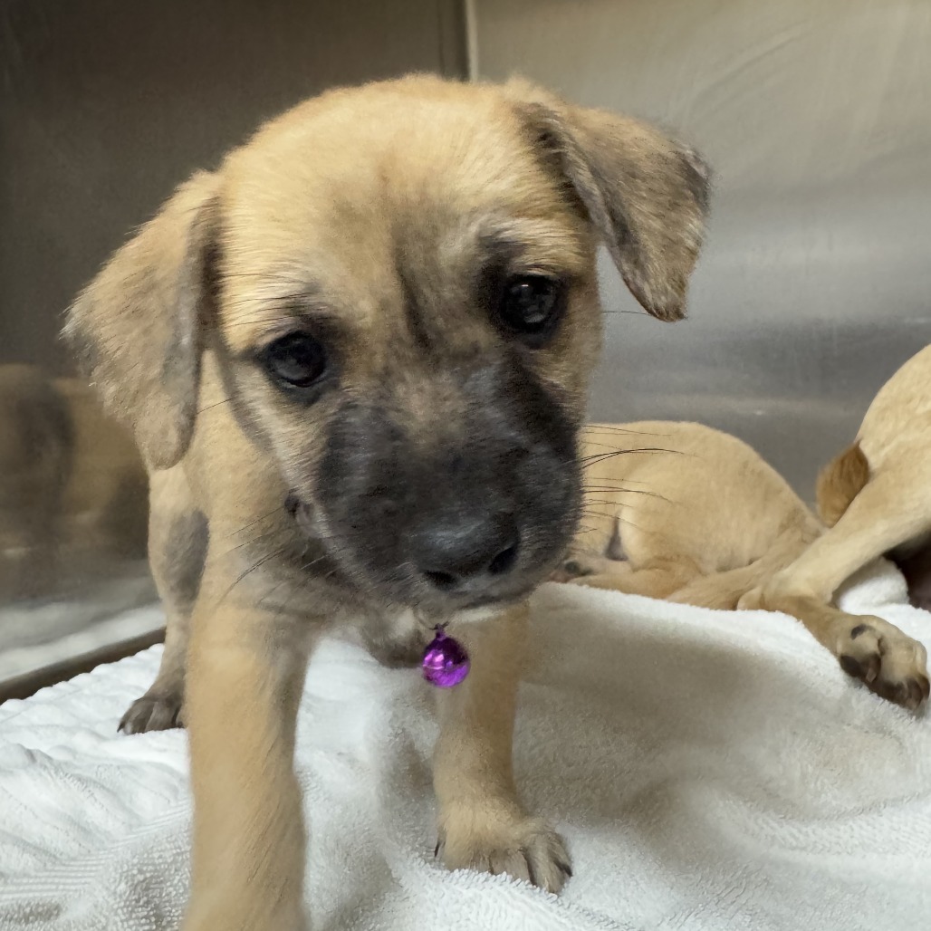 Cholula, an adoptable Chihuahua in Wahiawa, HI, 96786 | Photo Image 1