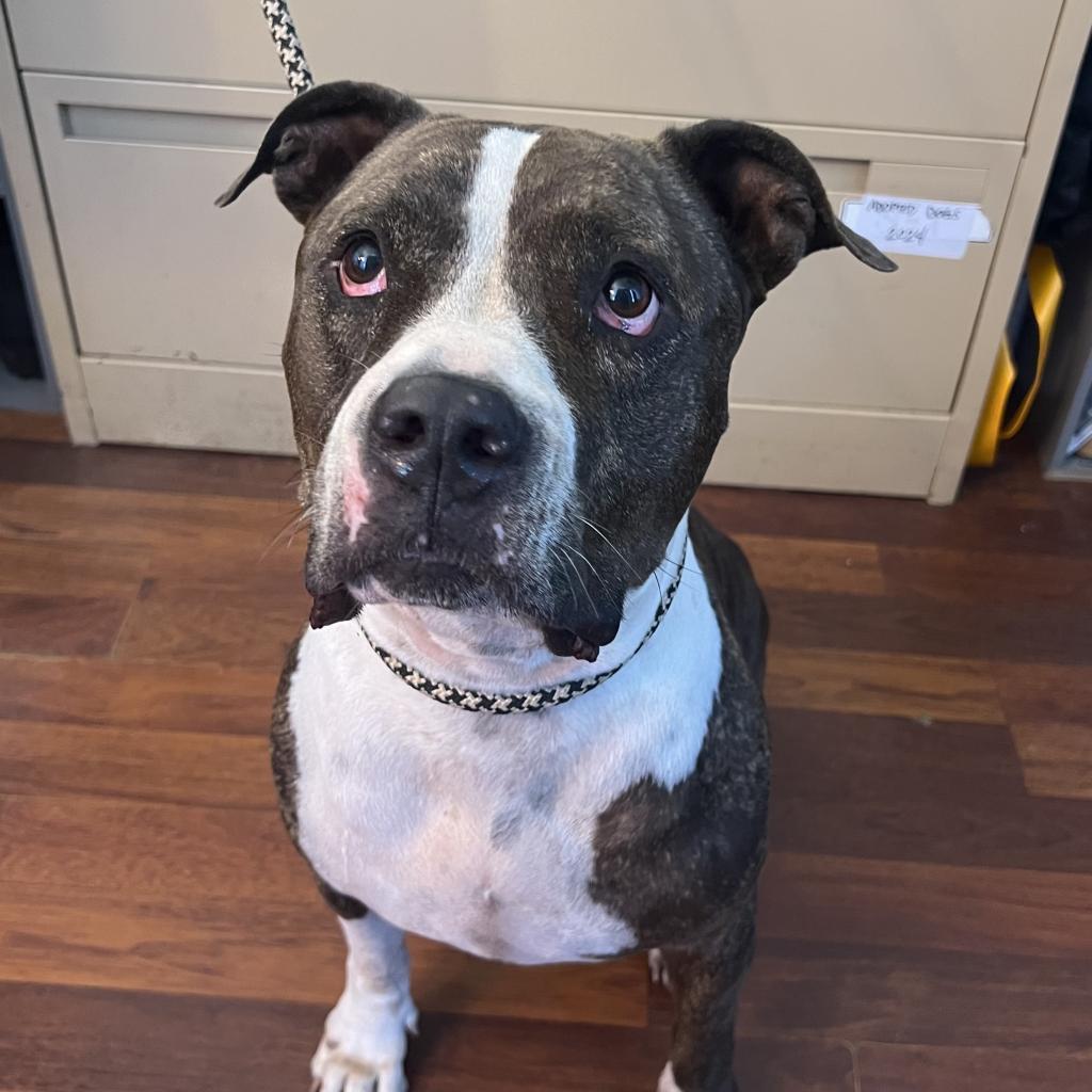 Phoebe, an adoptable Pit Bull Terrier in Wahiawa, HI, 96786 | Photo Image 1