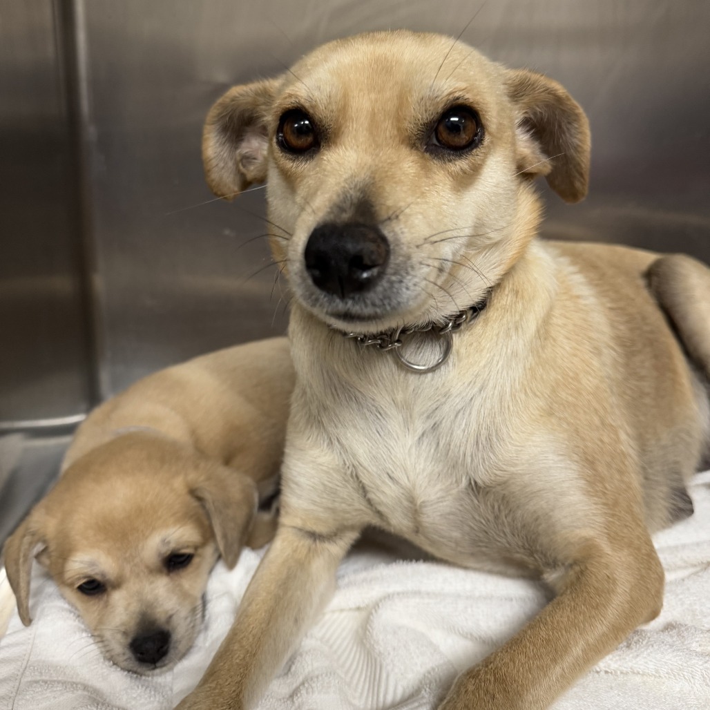 Valentina, an adoptable Chihuahua in Wahiawa, HI, 96786 | Photo Image 1