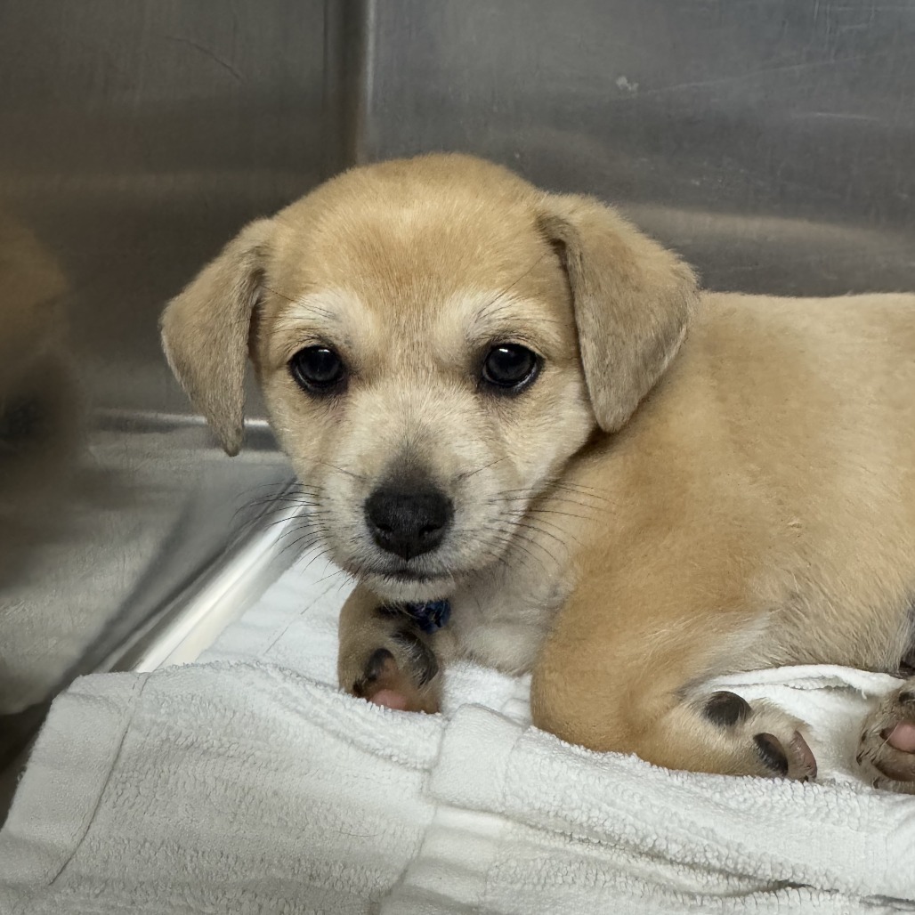 Tabasco, an adoptable Chihuahua in Wahiawa, HI, 96786 | Photo Image 1