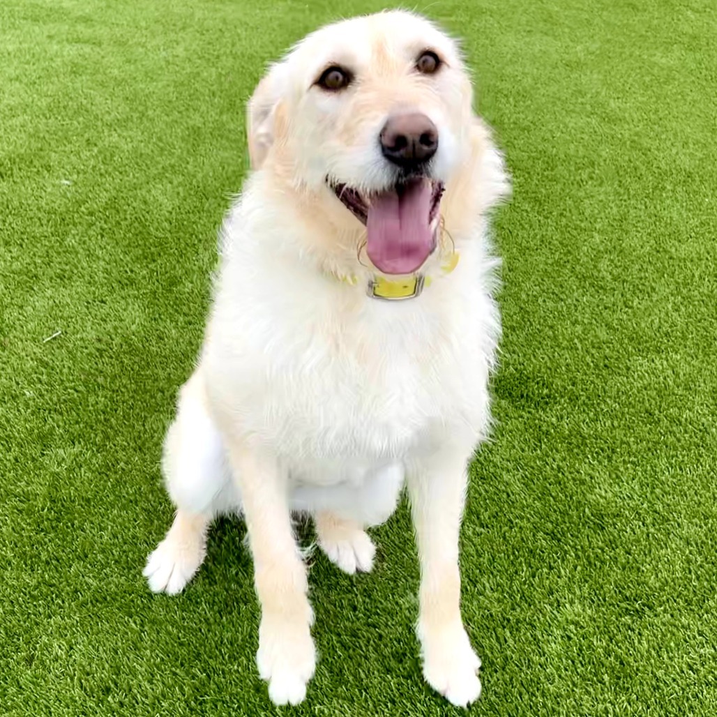 Jazmine, an adoptable Labrador Retriever, Airedale Terrier in Idaho Falls, ID, 83402 | Photo Image 1