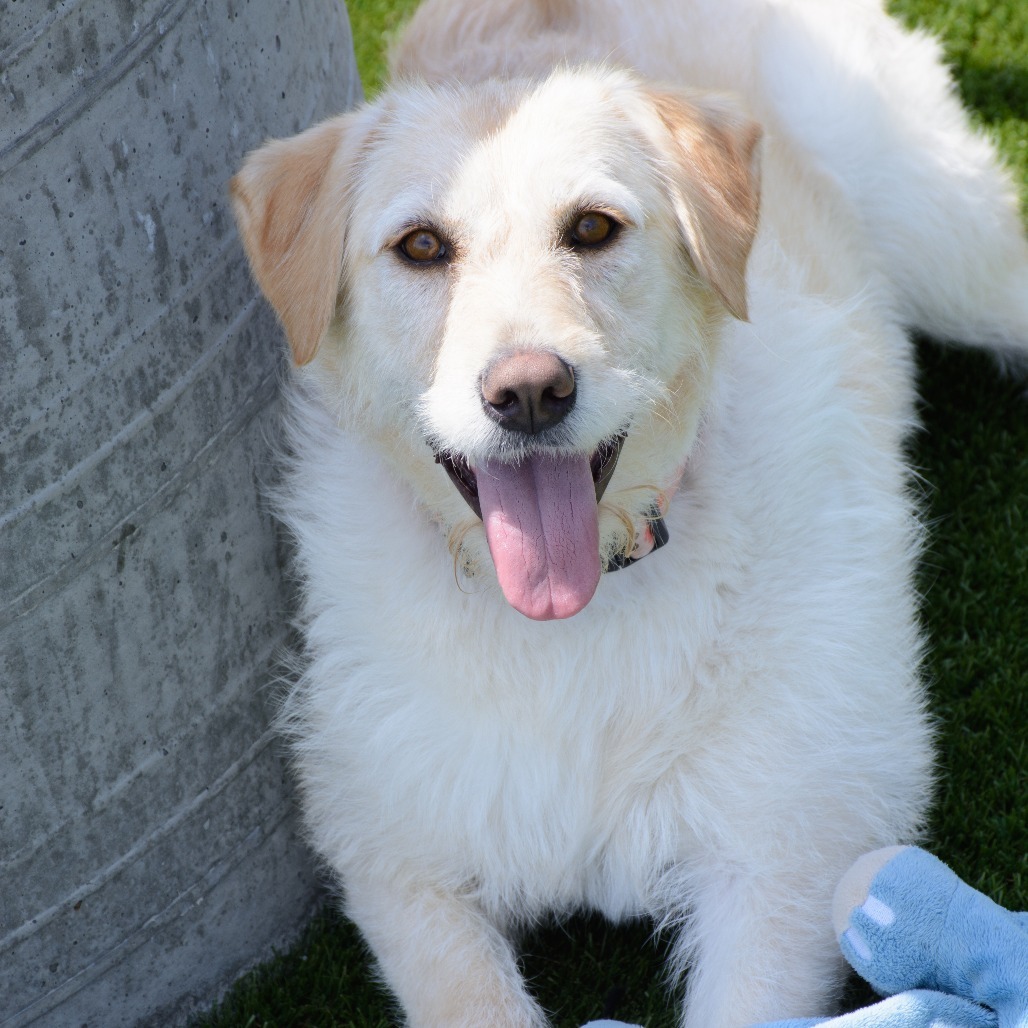 Jazmine, an adoptable Labrador Retriever, Airedale Terrier in Idaho Falls, ID, 83402 | Photo Image 1