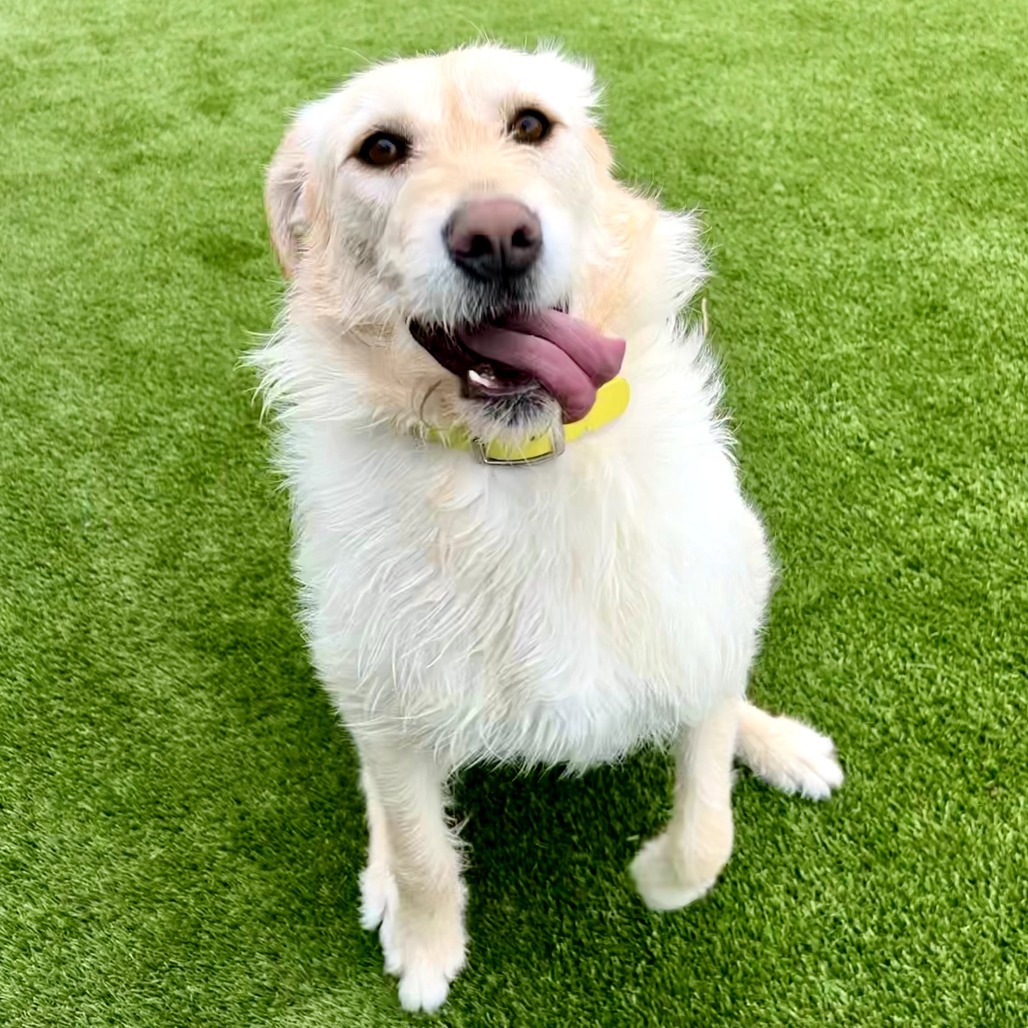 Jazmine, an adoptable Labrador Retriever, Airedale Terrier in Idaho Falls, ID, 83402 | Photo Image 2