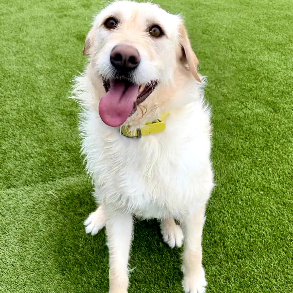 Jazmine, an adoptable Labrador Retriever, Airedale Terrier in Idaho Falls, ID, 83402 | Photo Image 3