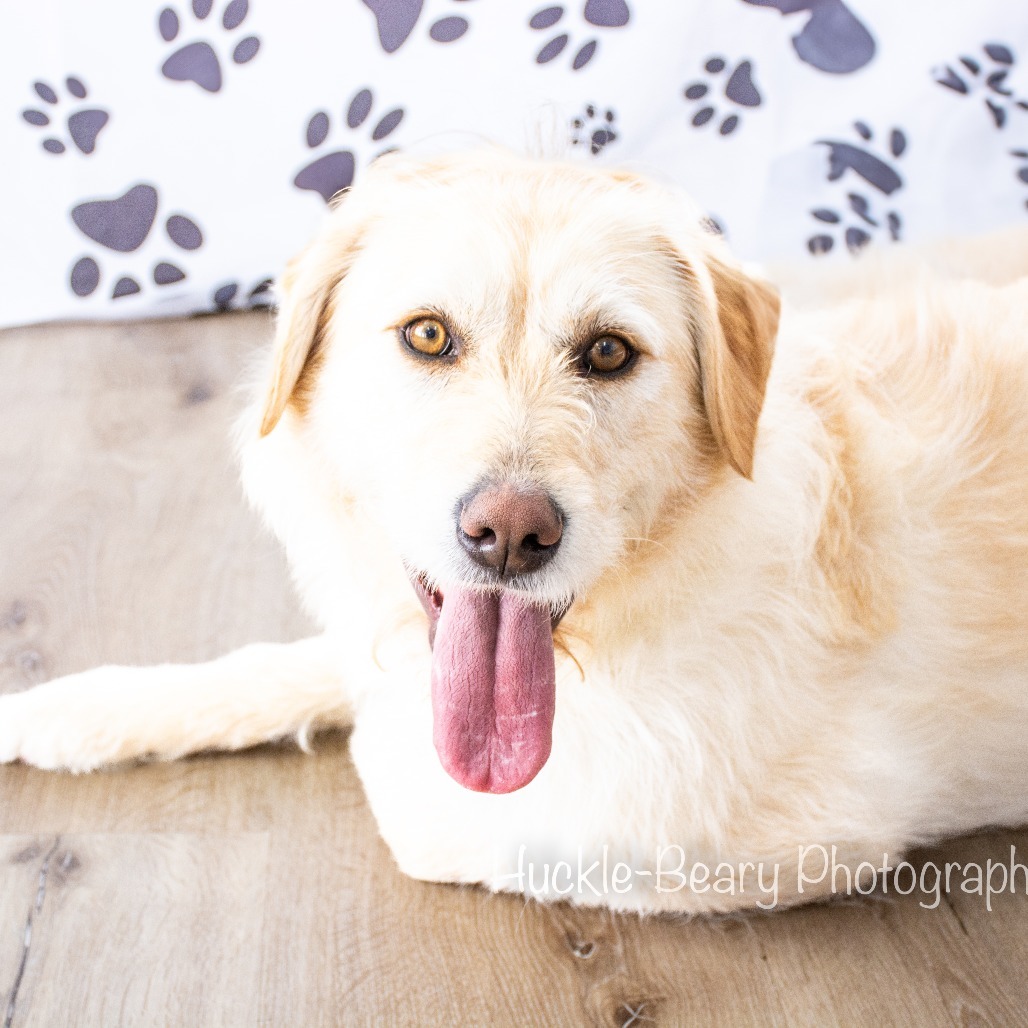 Jazmine, an adoptable Labrador Retriever, Airedale Terrier in Idaho Falls, ID, 83402 | Photo Image 4