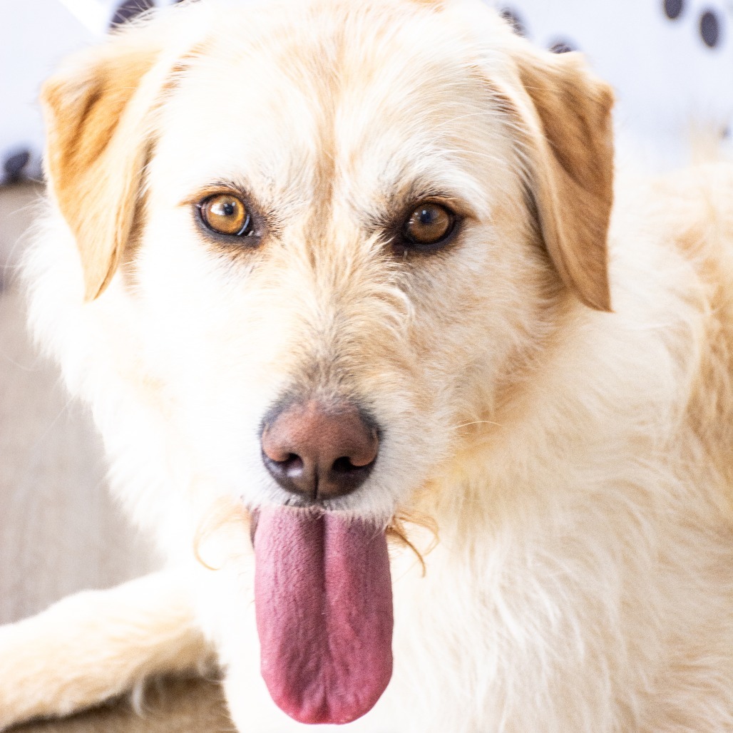 Jazmine, an adoptable Labrador Retriever, Airedale Terrier in Idaho Falls, ID, 83402 | Photo Image 5