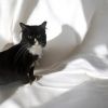Marcie