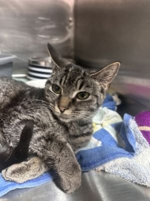 Roara, Adult Female Domestic Short Hair