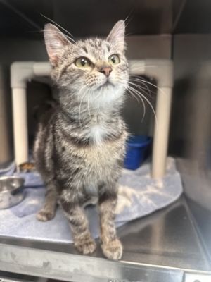Dobby, Young Female unknown