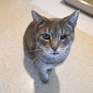 Ruchi, Senior Male Domestic Short Hair