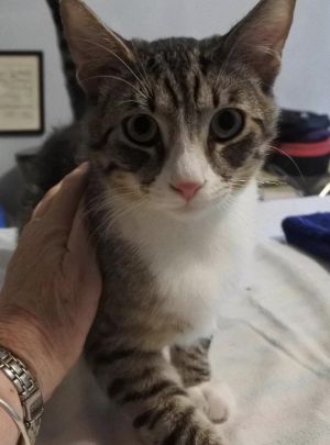 Mikey Tabby Cat