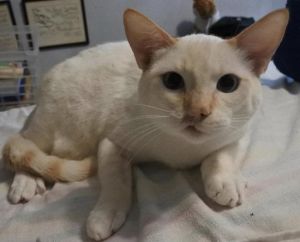 Have you ever met a Flame-PointOrange Tabby mix kitty Come and meet Rambo He is a gem of a boy