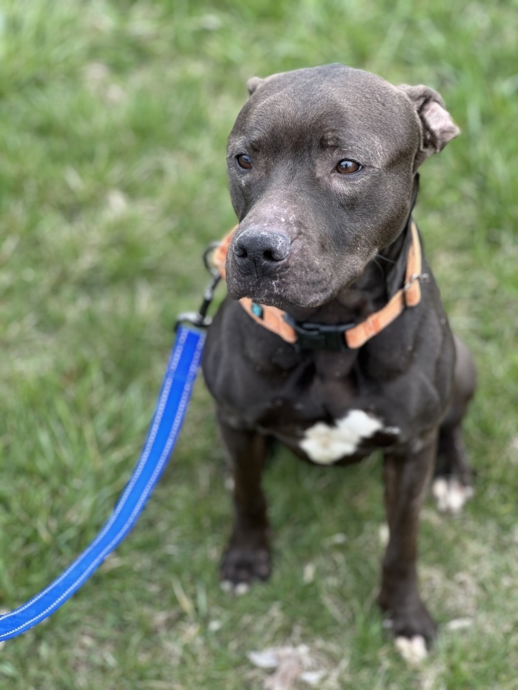 Hugo