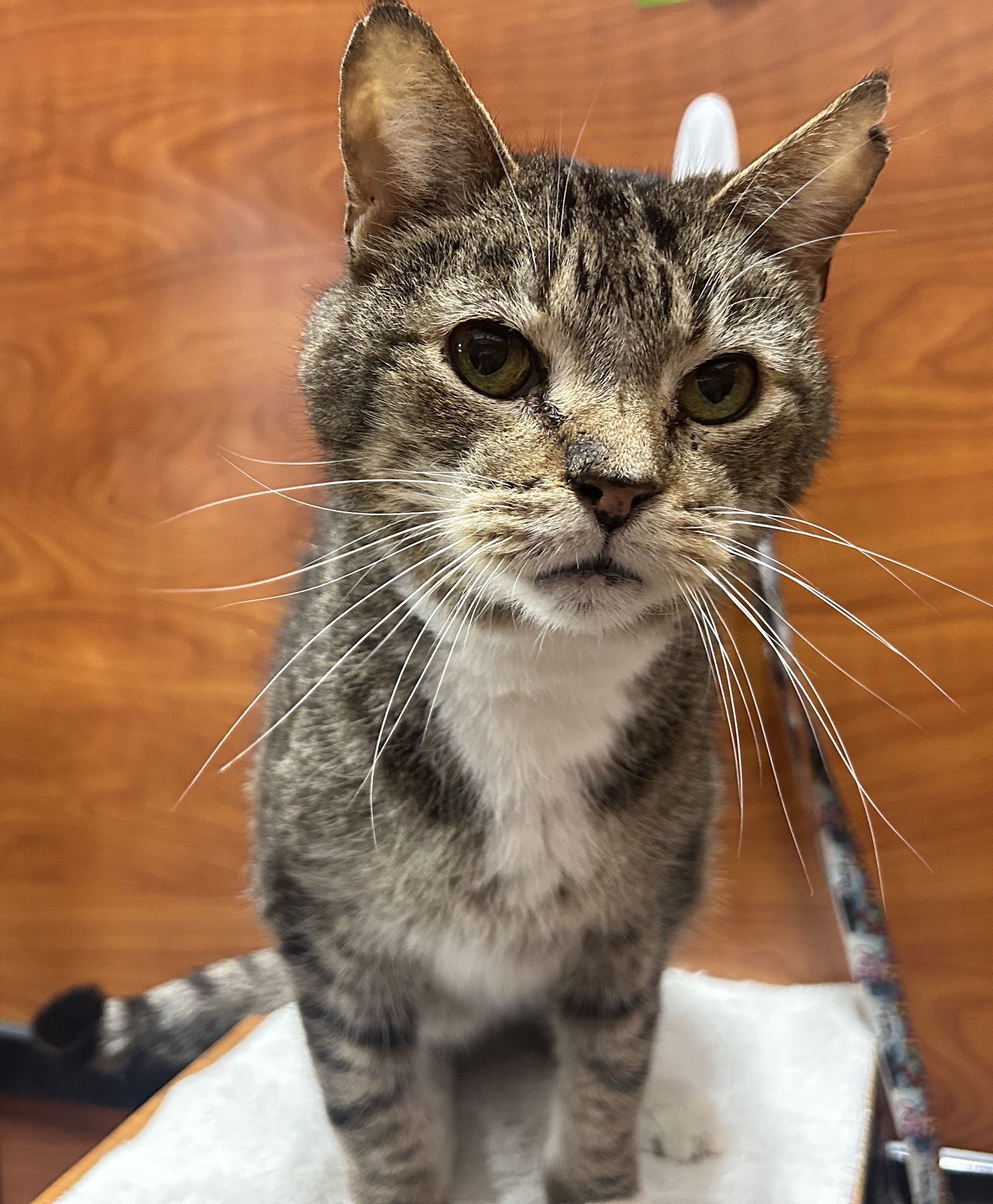Sawyer, an adoptable Domestic Short Hair, Tabby in Oxford, MS, 38655 | Photo Image 1