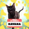 Havana photo 1