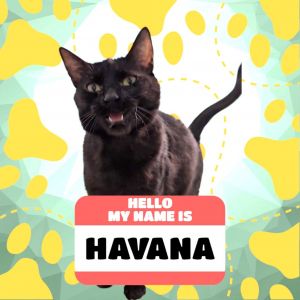Havana, Adult Female unknown