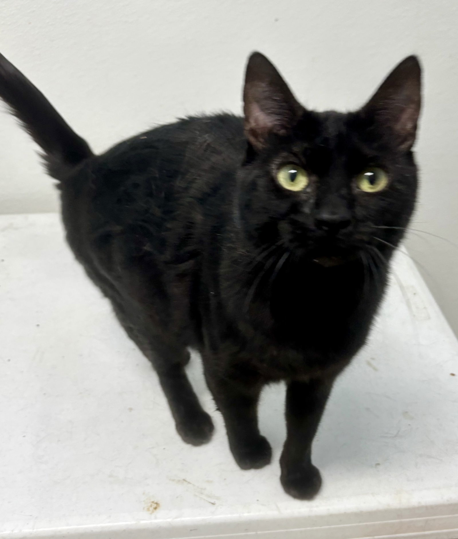 Havana, an adoptable Domestic Short Hair in Aurora, CO, 80012 | Photo Image 2