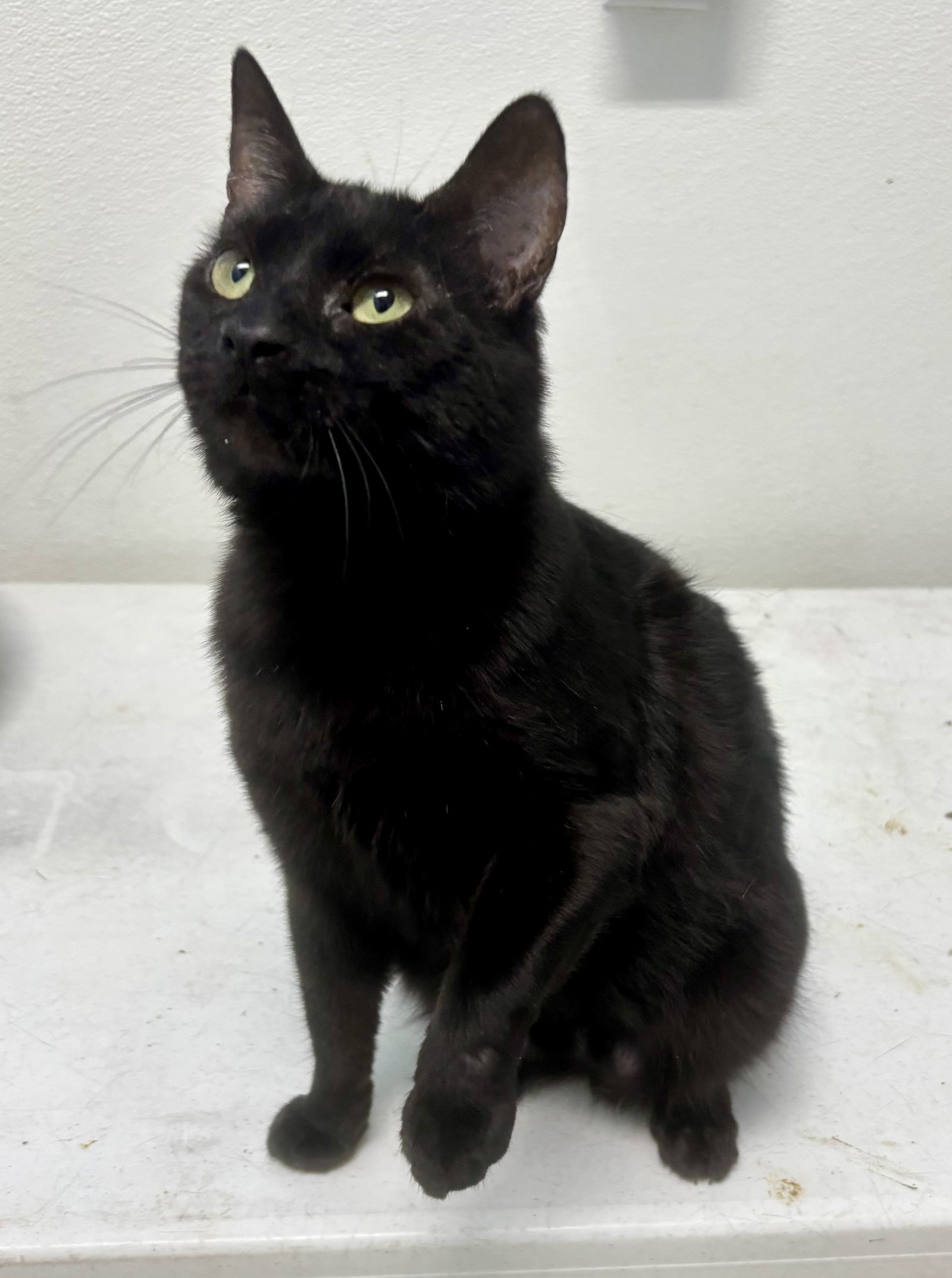 Havana, an adoptable Domestic Short Hair in Aurora, CO, 80012 | Photo Image 3