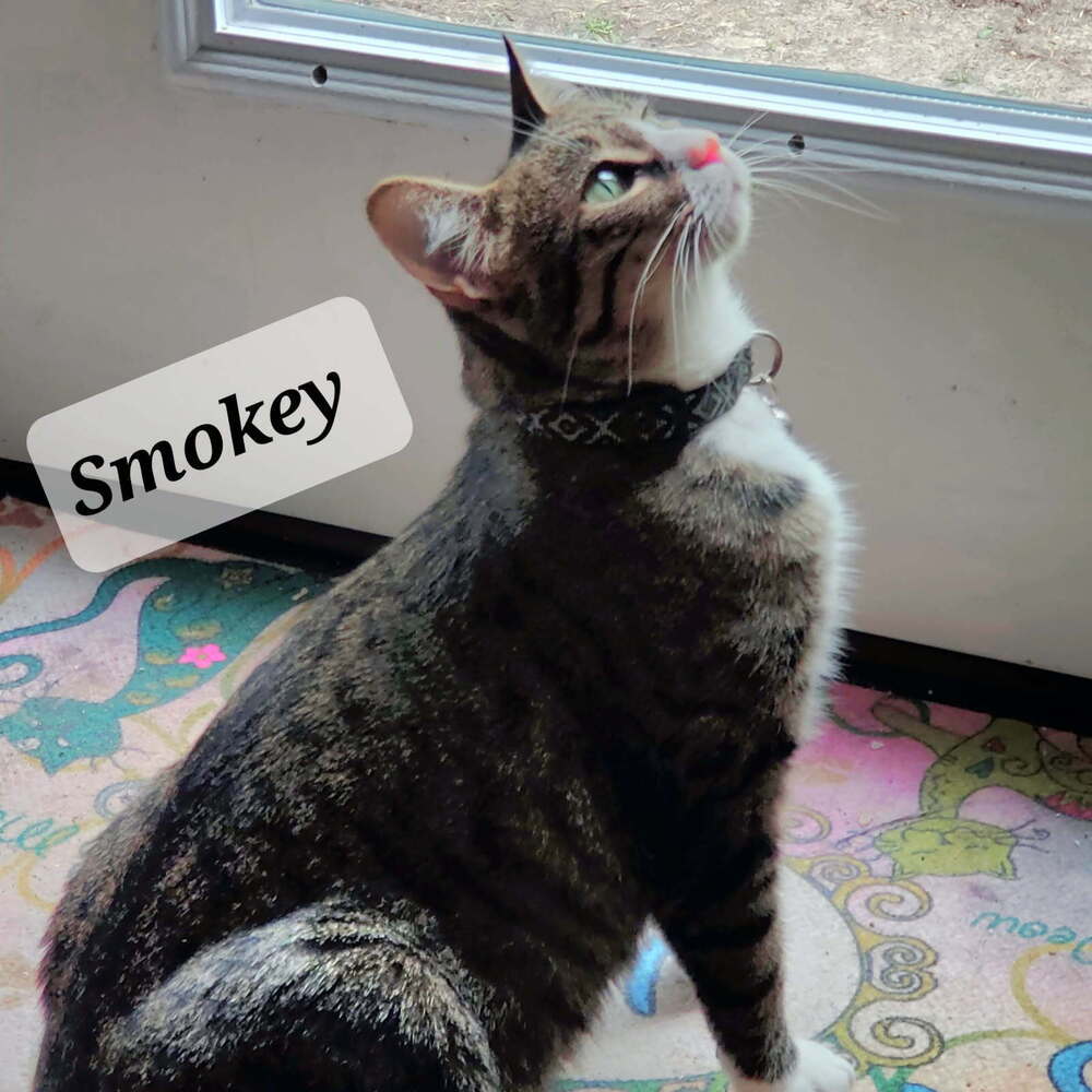 Smokey 1668