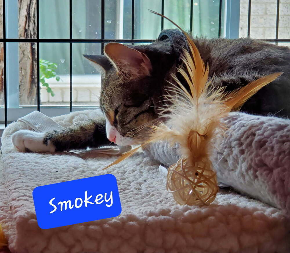 Smokey 1668