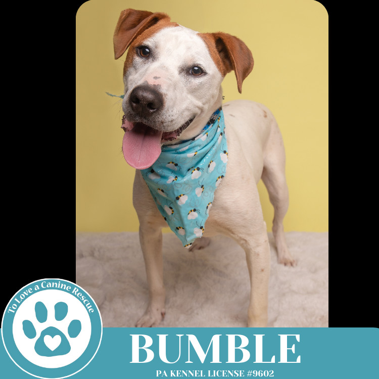Bumble (Patchwork Pups) 032225