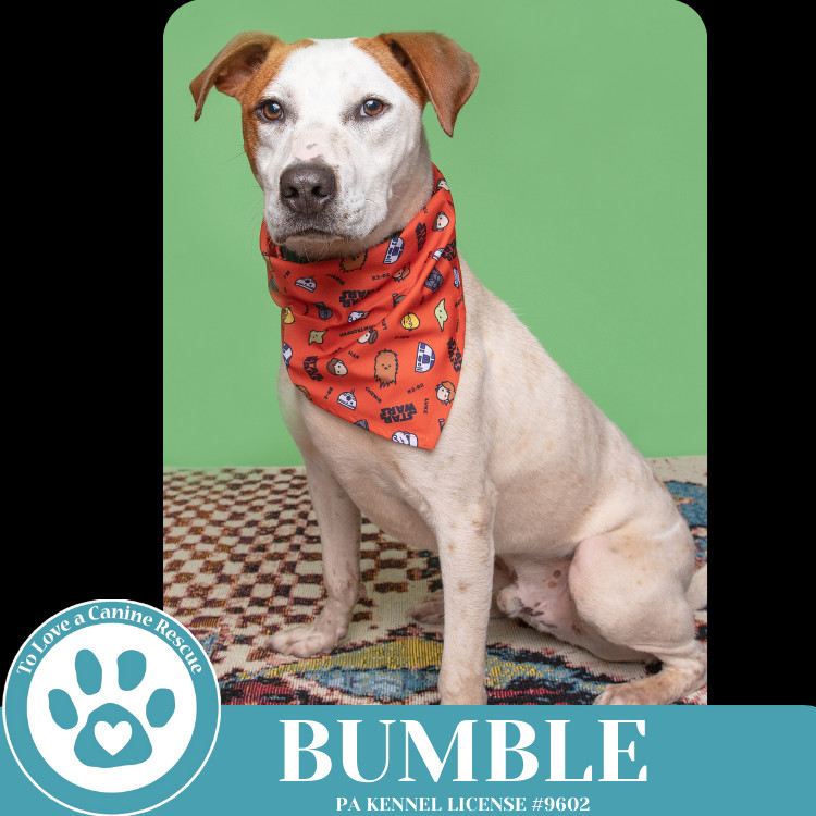 Bumble (Patchwork Pups) 032225