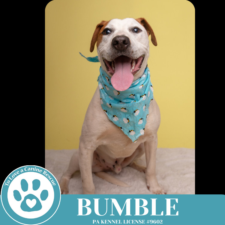 Bumble (Patchwork Pups) 032225